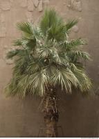 Photo Reference of Palm Tree0007